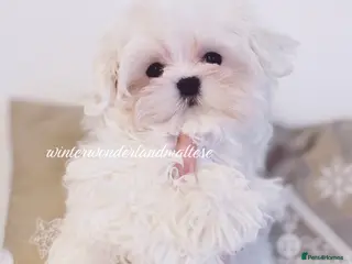 Maltese dogs ✨stunning full Korean maltese girl 🧬 tested✨ - Advert 1
