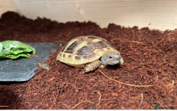 Hermann Tortoise reptiles for sale: Baby tortoise with home & accessories  - Image 4