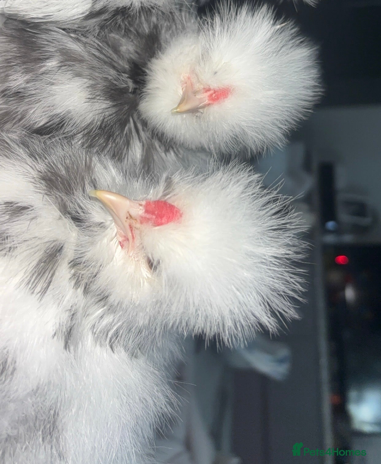 Chickens poultry  2 Splash silkie roosters - Advert 7