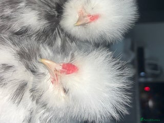 Chickens poultry 2 Splash silkie roosters - Advert 1