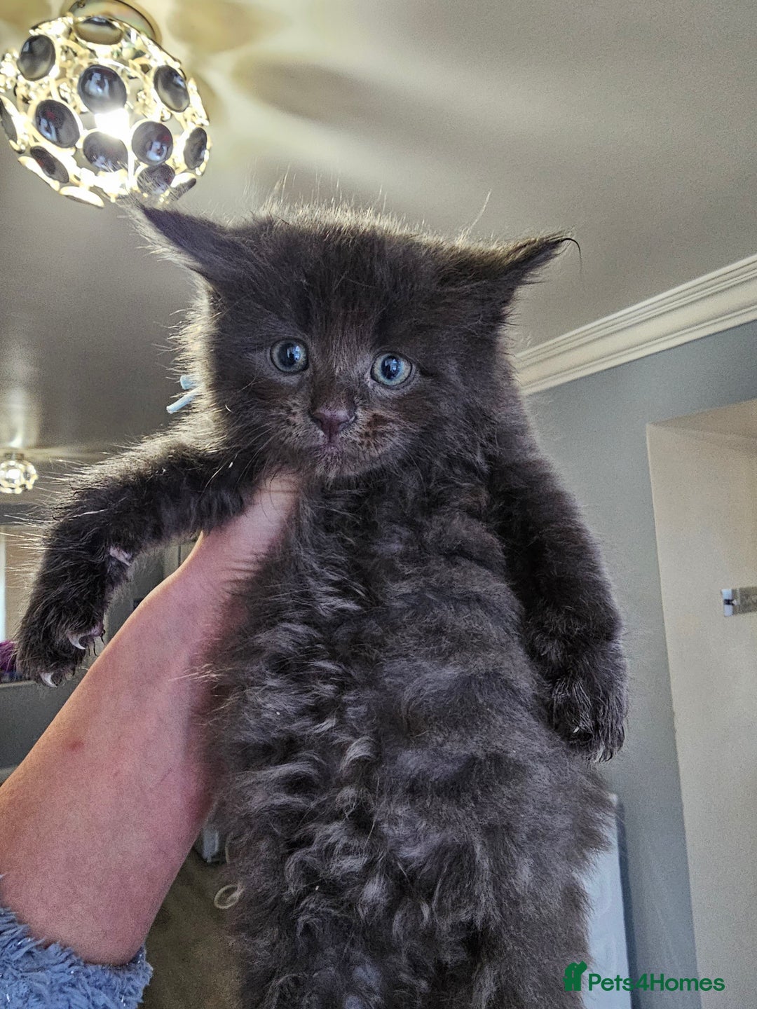 Maine Coon cats for sale: Maine Coon × Siberian - Advert 5