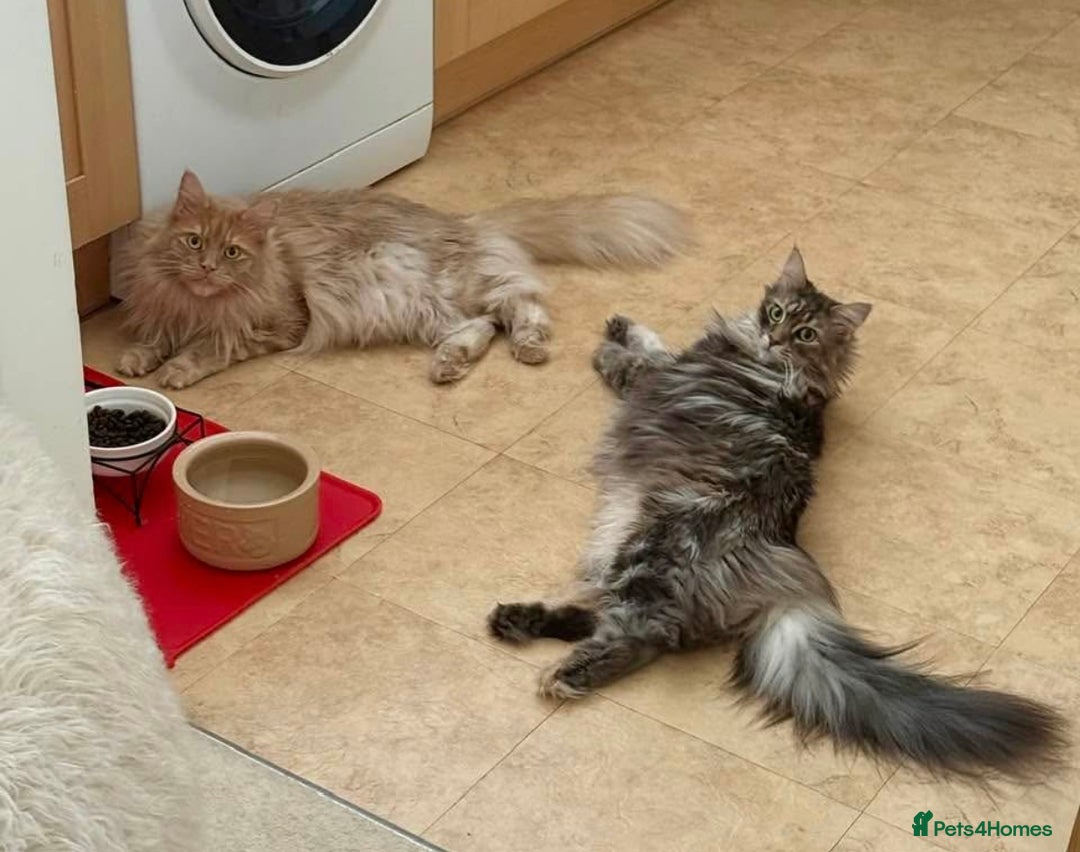 Maine Coon cats for sale: Gorgeous bundles of fluff n mischief  - Image 27