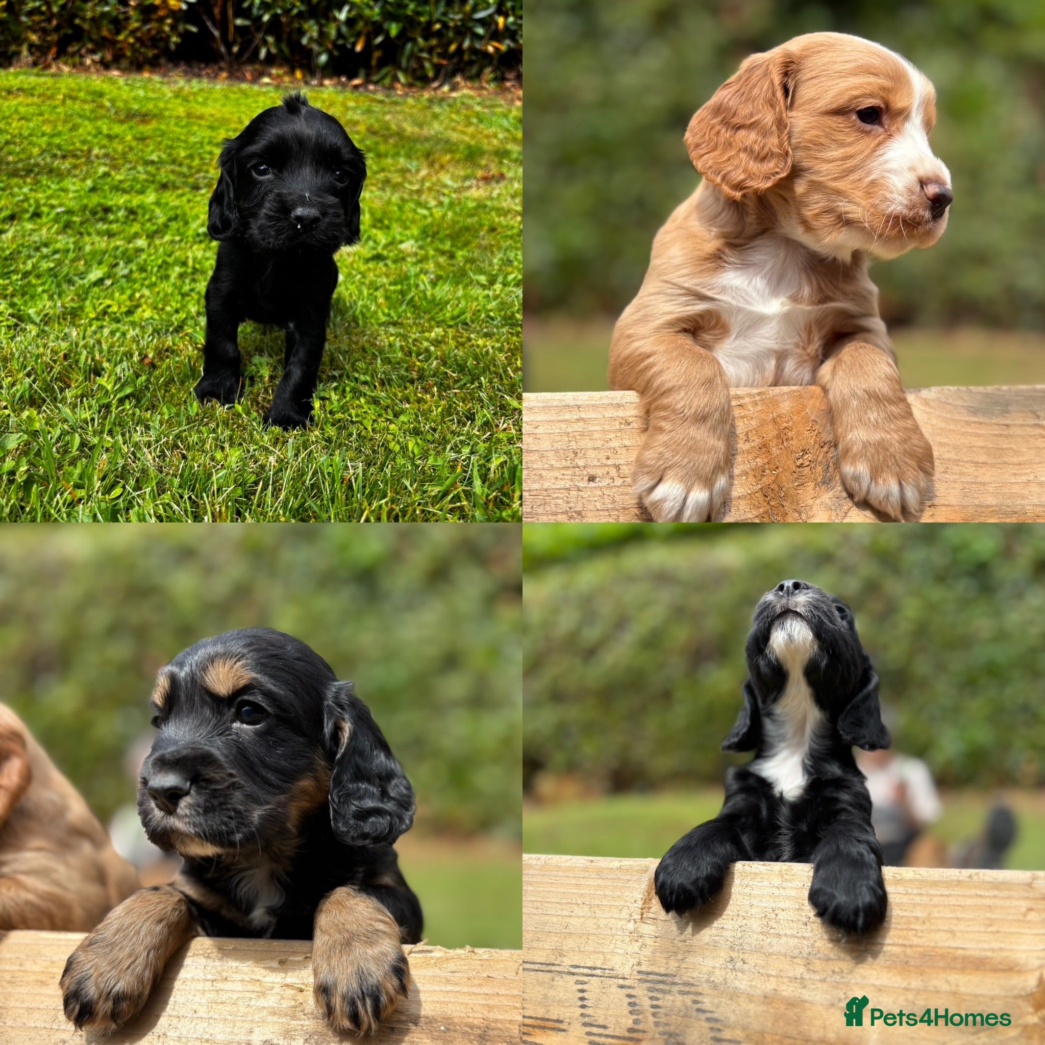 Cocker Spaniel dogs KC Registered Cocker Spaniels - Advert 1