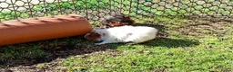 Guinea Pig rodents for sale: Beautiful baby girl piggies  - Advert 20