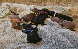 Bedlington Terrier dogs for sale: Bedlington whippet x bedlington terrier  - Advert 3