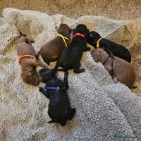 Bedlington Terrier dogs Bedlington whippet - Advert 7