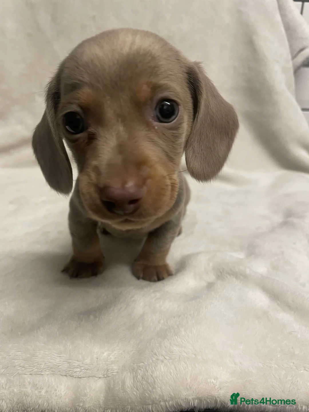Dachshund dogs for sale: Isabella and tan miniature dachshunds  - Advert 5