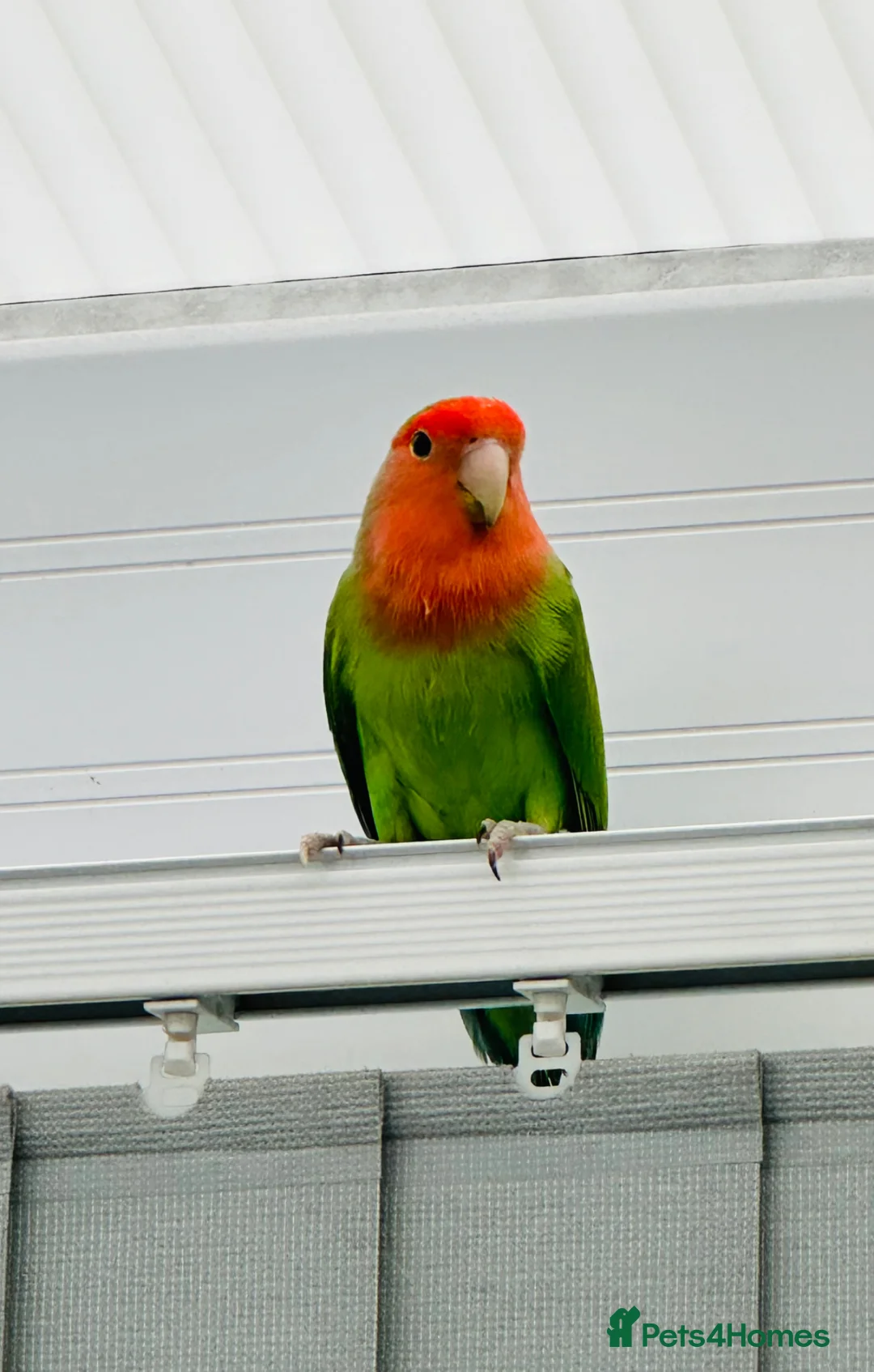 Lovebirds birds for sale: Pair of lovebirds  - Advert 2