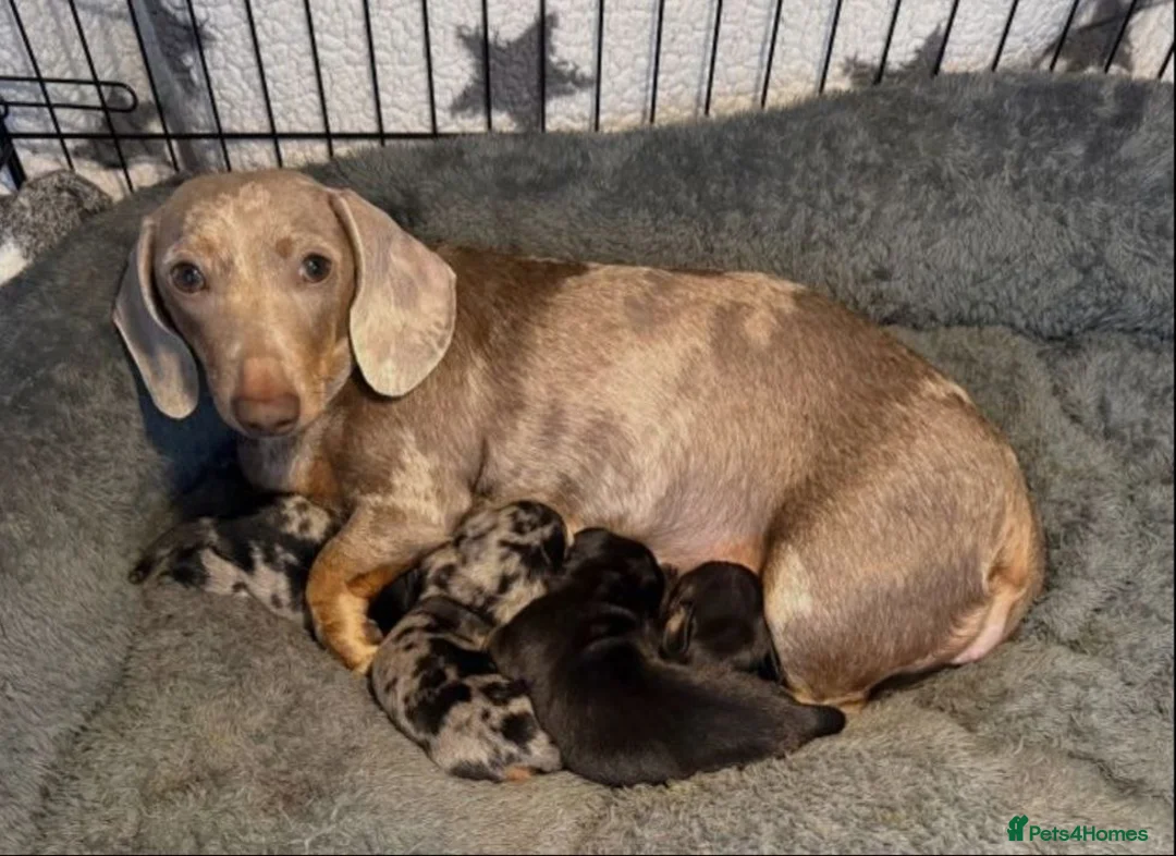 Miniature Dachshund dogs for sale: ADORABLE MINIATURE DACHSHUND PUPPIES. in Newport - Advert 2