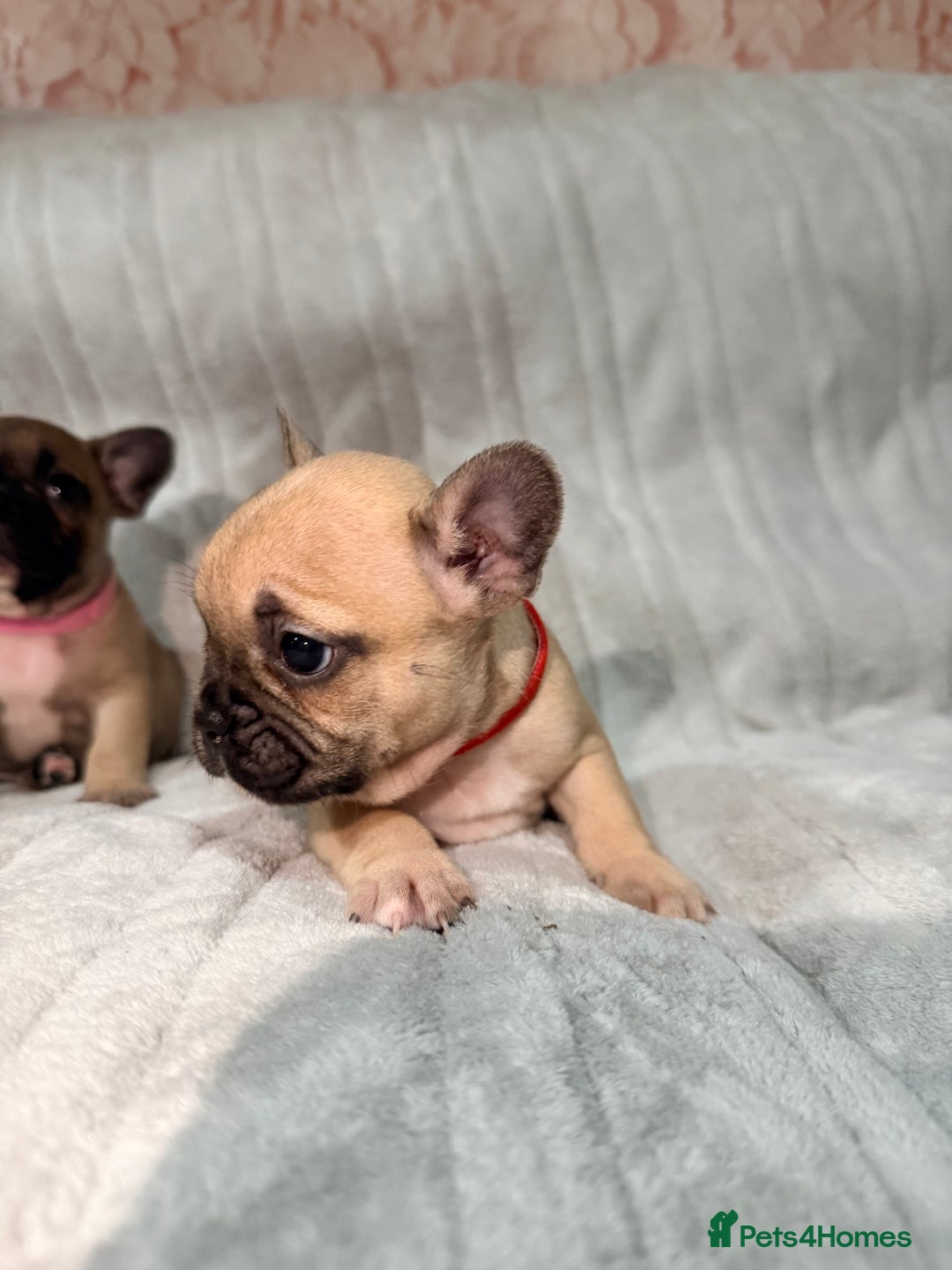 French Bulldog dogs for sale: Pedigree Mum Frenchy Pups-Gorgeous and ready soon! - Advert 18