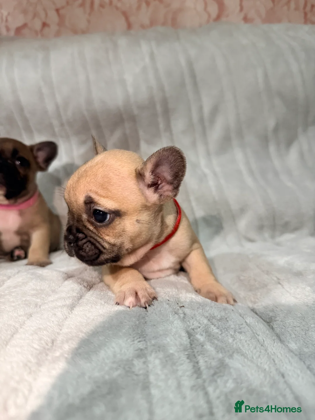 French Bulldog dogs for sale: Pedigree Mum Frenchy Pups-Gorgeous  ! - Advert 19
