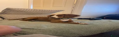Rosie