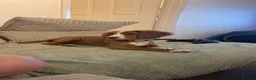 Cocker Spaniel dogs for sale: 7-Month-Old Cocker Spaniel Seeking Forever Home - Advert 3