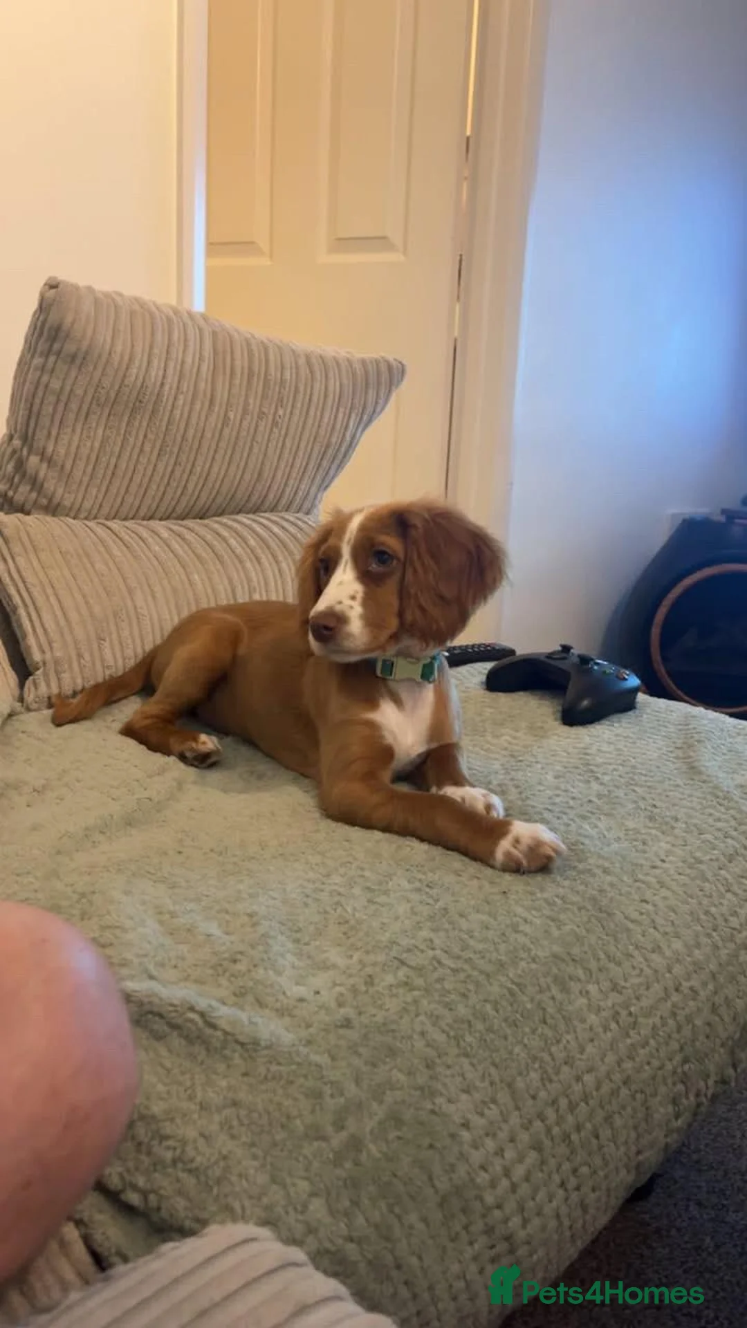 Cocker Spaniel dogs for sale: 7-Month-Old Cocker Spaniel Seeking Forever Home - Advert 3