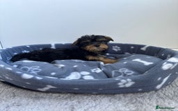 Yorkshire Terrier dogs for sale: Yorkshire terrier  - Image 3