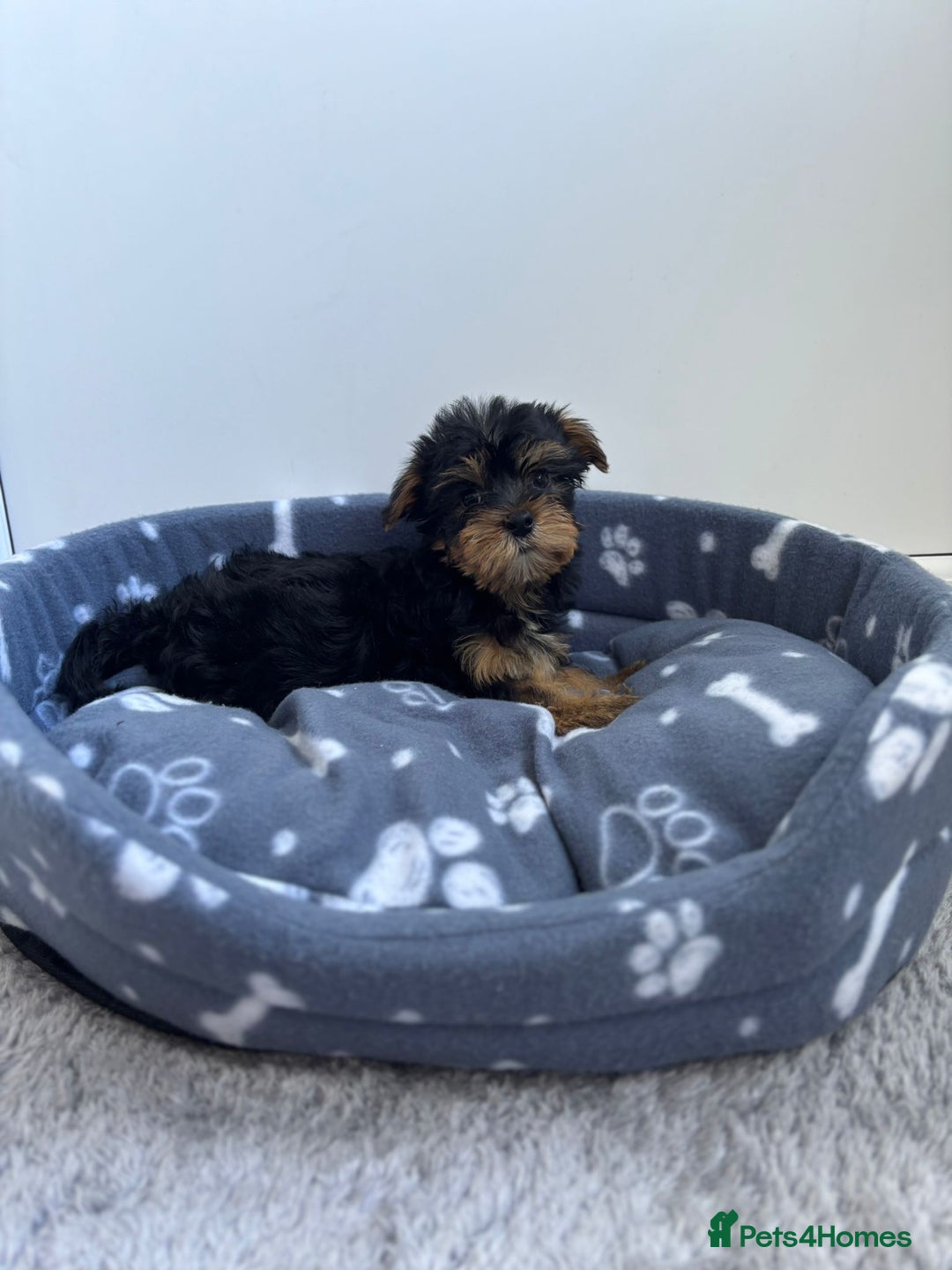 Yorkshire Terrier dogs for sale: Yorkshire terrier  - Image 3