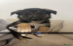 Mixed Breed dogs for sale: German shepherd x border collie puppies  - Image 13