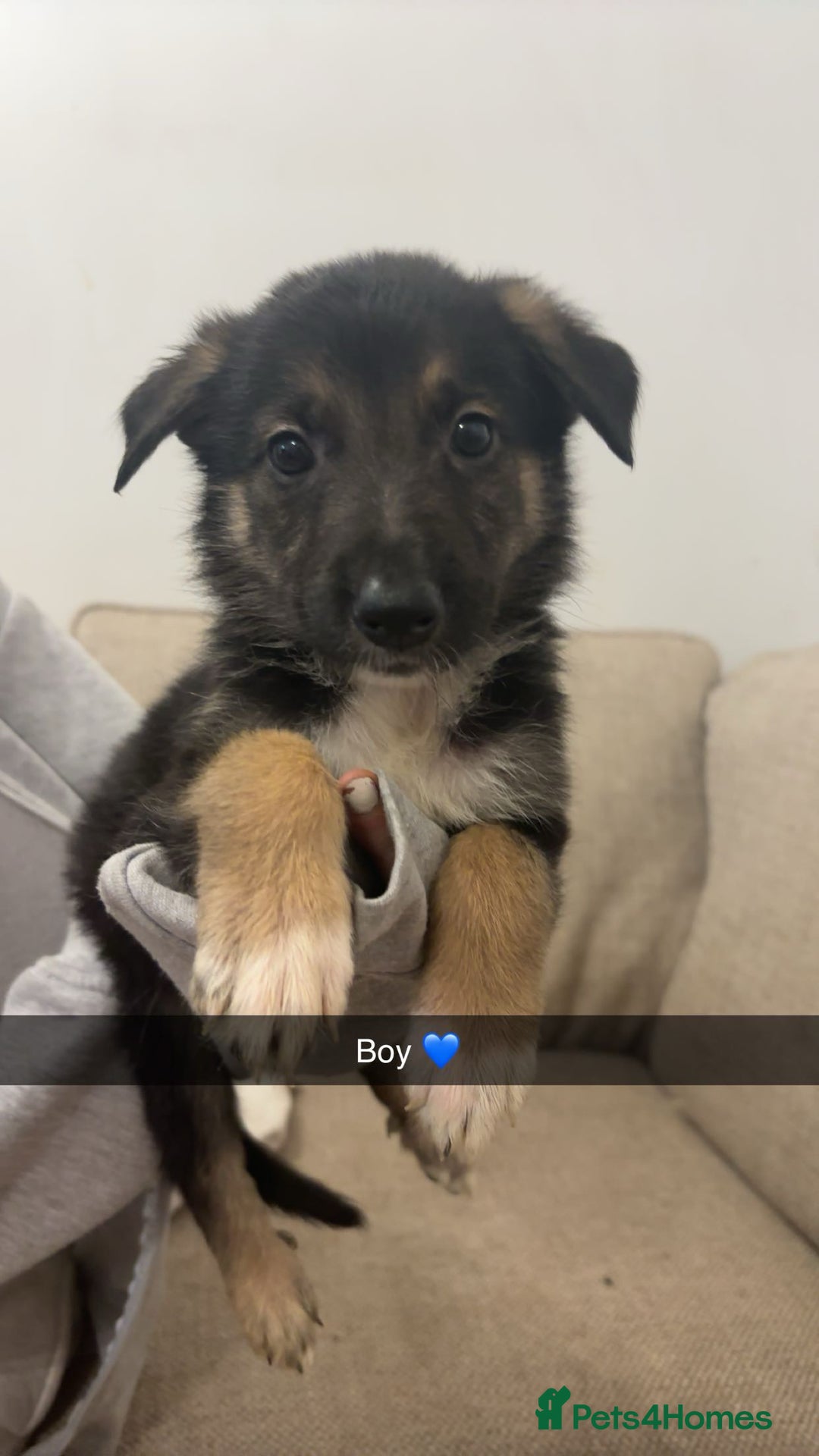 Mixed Breed dogs for sale: German shepherd x border collie puppies  - Image 13