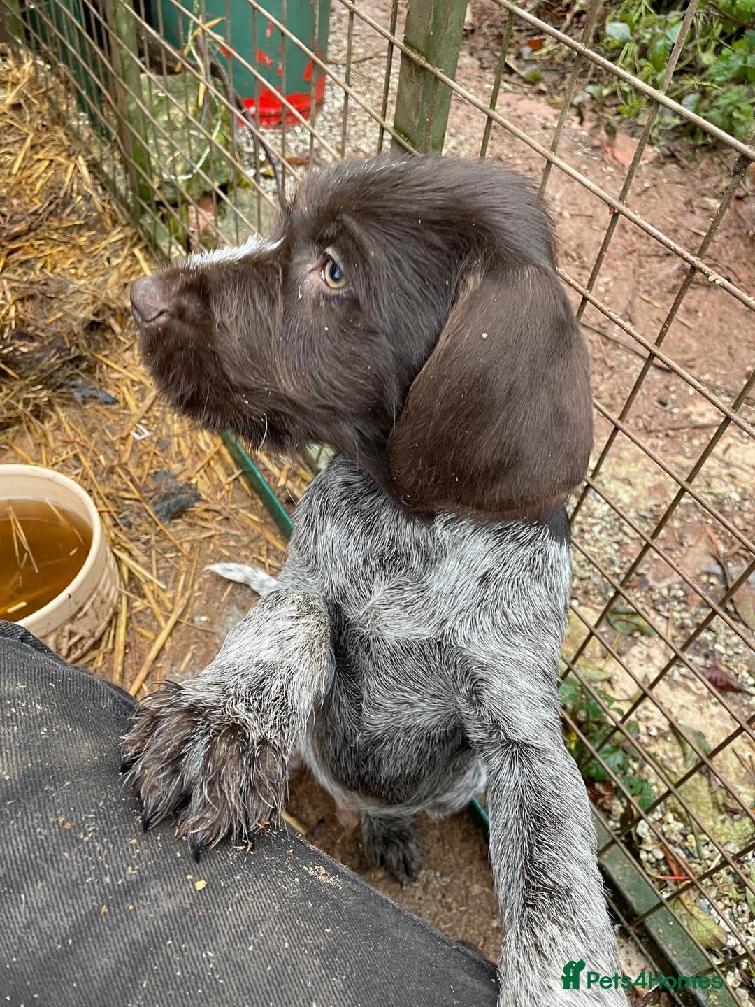 Mixed Breed dogs for sale: German pointer griffen pointer cross - Advert 16