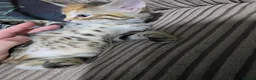 Bengal cats for sale: Bengal X DLH kittens  - Advert 3