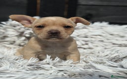 Mixed Breed dogs for sale: Stunning chunky Jack Russell x puppies, ready fri - Image 11