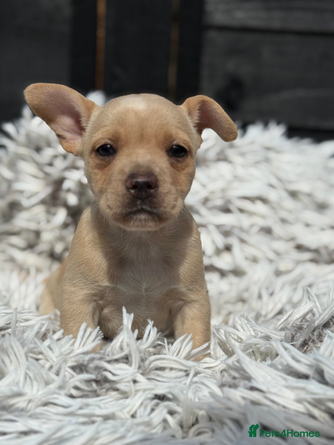 Mixed Breed dogs for sale: Stunning chunky Jack Russell x puppies, ready fri - Image 11