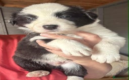 Border Collie dogs for sale: Stunning Border Collie Puppies - Image 8