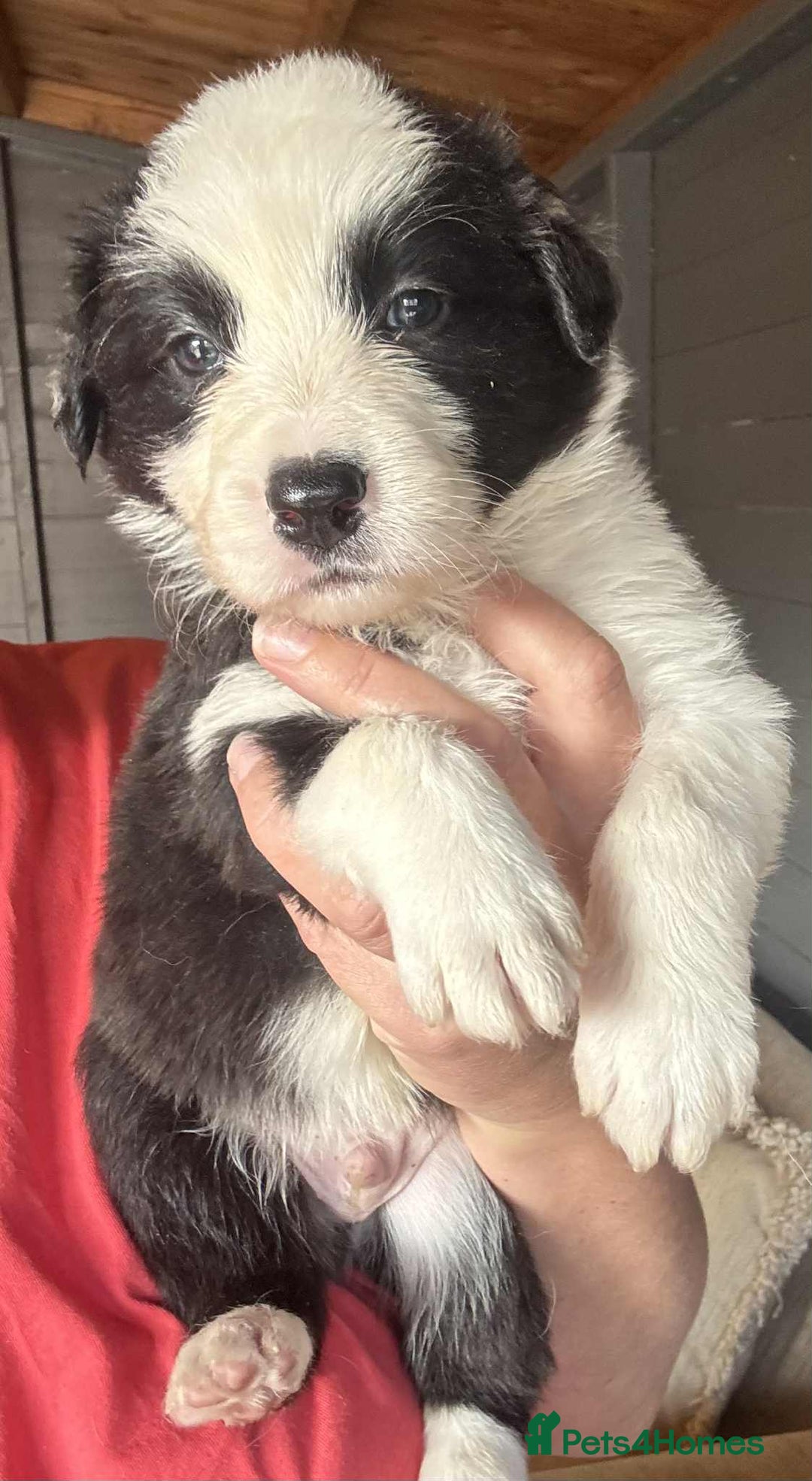 Border Collie dogs for sale: Stunning Border Collie Puppies - Image 8