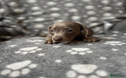 Miniature Dachshund dogs for sale: Miniature Dachshund Puppies  - Image 5