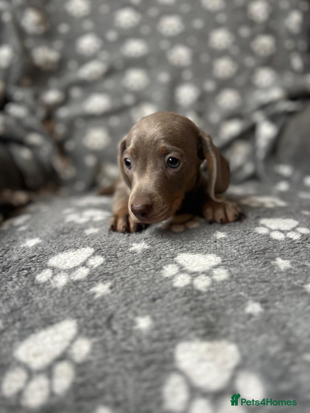 Miniature Dachshund dogs for sale: Miniature Dachshund Puppies  - Image 5