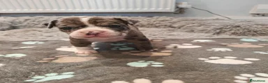 Red collar bitch 1