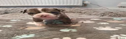 Mixed Breed dogs for sale: Olde English Bulldogg/ Alapaha bulldogg puppies  in Blackburn - Advert 14