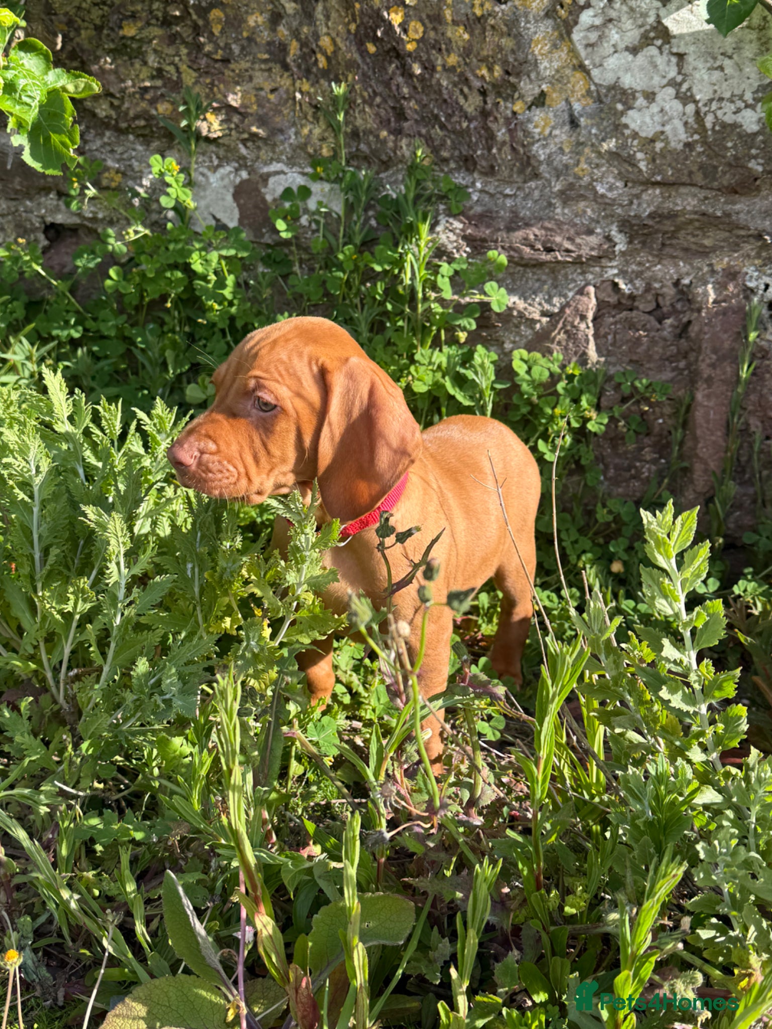 Hungarian Vizsla dogs Pedigree KC Hungarian Vizsla Pup For Sale - Advert 1
