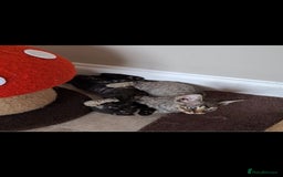 Devon Rex cats for sale: Devon Rex Kittens  - Image 8