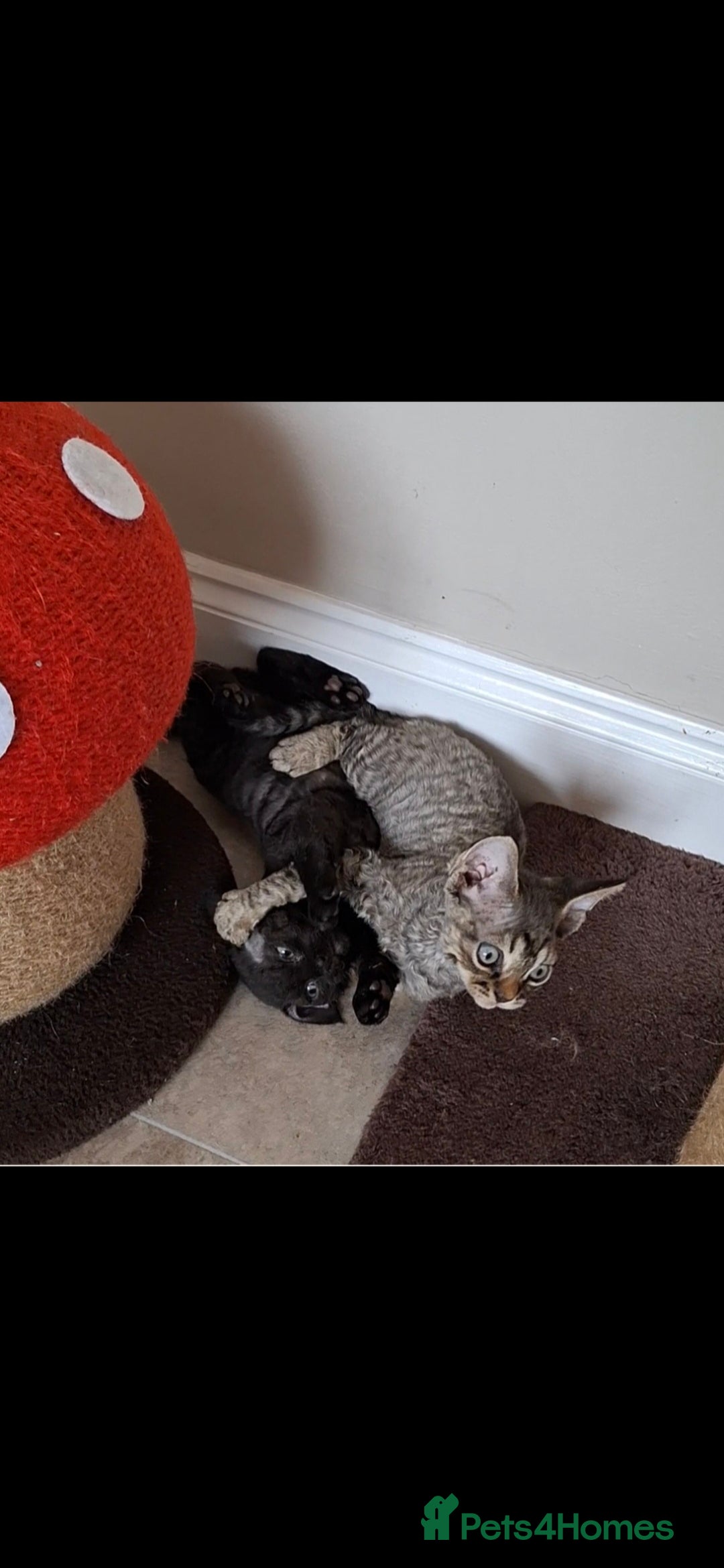 Devon Rex cats for sale: Devon Rex Kittens  - Image 8