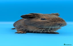 Guinea Pig rodents for sale: Guinea Pig Boar Chocolate Agouti Smooth Hair  - Image 3