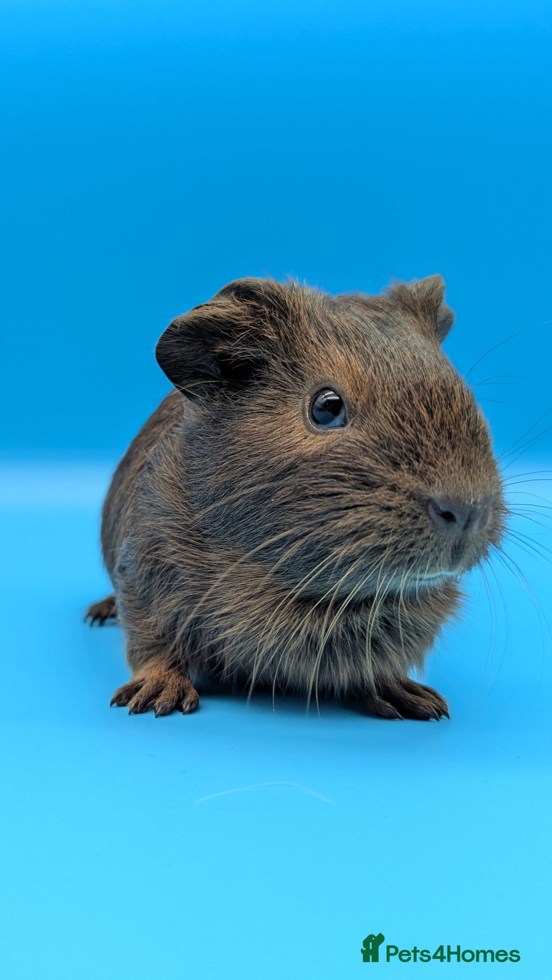Guinea Pig rodents for sale: Guinea Pig Boar Chocolate Agouti Smooth Hair  - Image 3