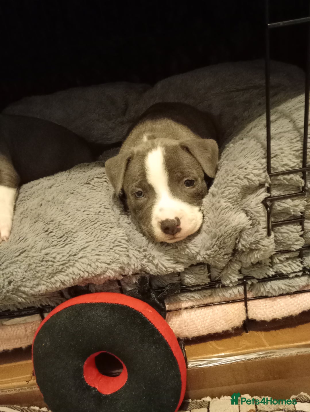 Staffordshire Bull Terrier dogs for sale: Beautiful blue Staffordshire bull terrier puppies  - Advert 5