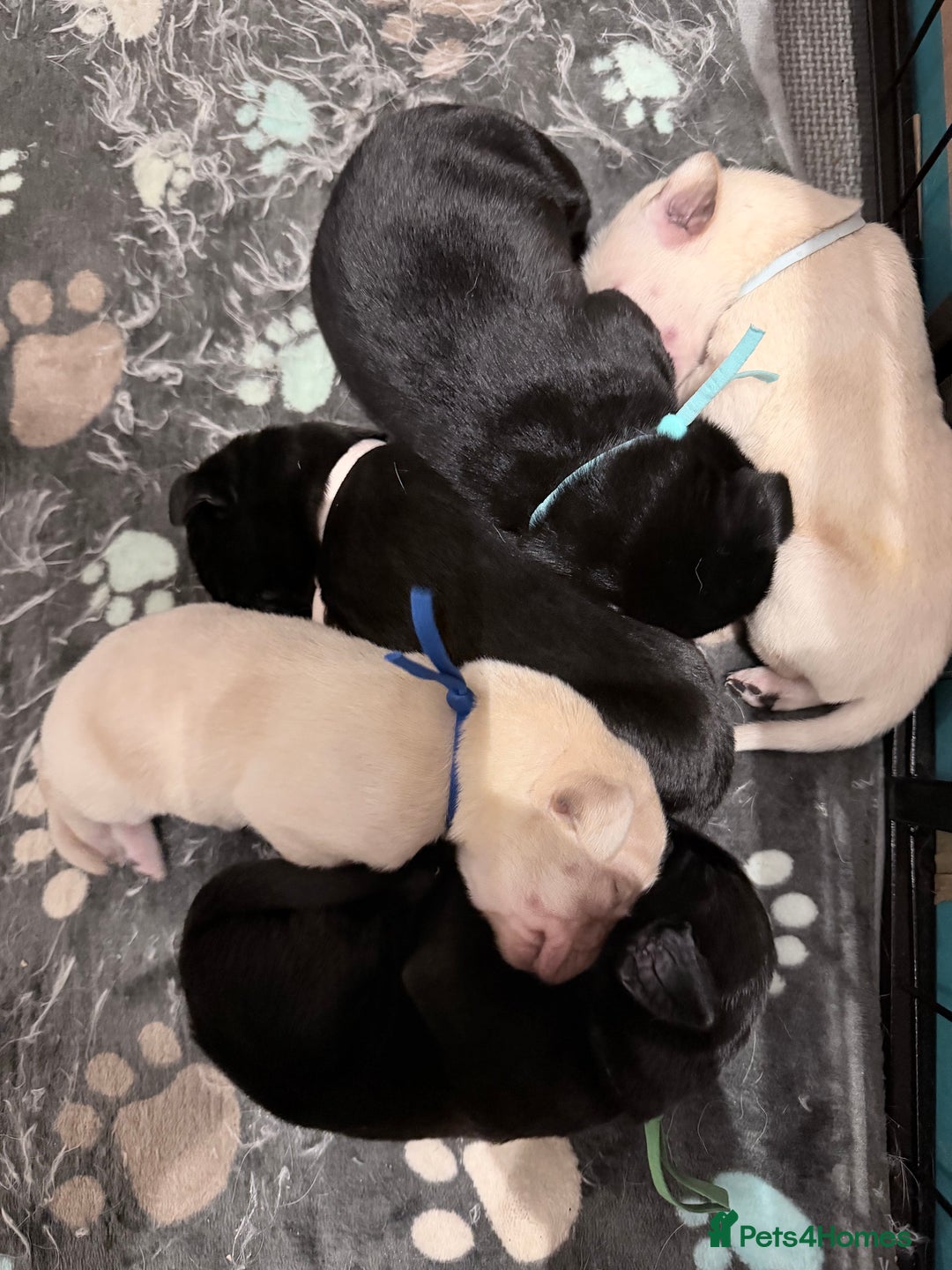 Labrador Retriever dogs for sale: 10 stunning KC reg black and yellow - Advert 13