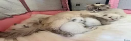 Ragdoll cats for sale: Beautiful pure bred Blue Point Ragdoll kittens  - Advert 26