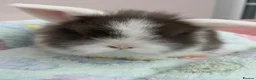 Mini Lop rabbits for sale: Raised indoors Mini lops/lion lops-vaccinated  - Advert 3