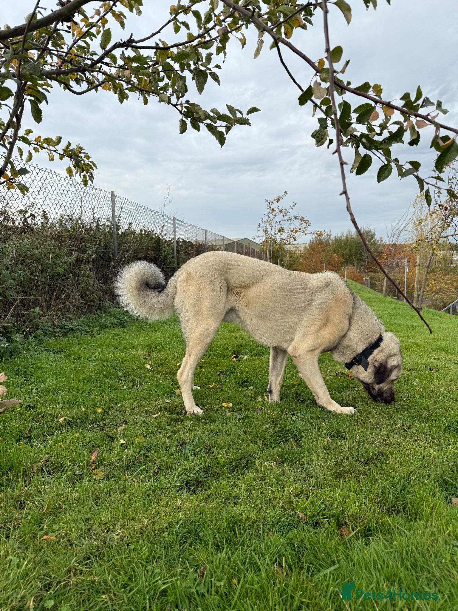 Turkish Kangal dogs Turkish Kangal rehome - Advert 2