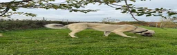 Turkish Kangal dogs for sale: Turkish Kangal rehome - Advert 1