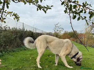 Turkish Kangal dogs Turkish Kangal rehome - Advert 2