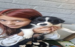Border Collie dogs for sale: Border collie puppies  - Image 7