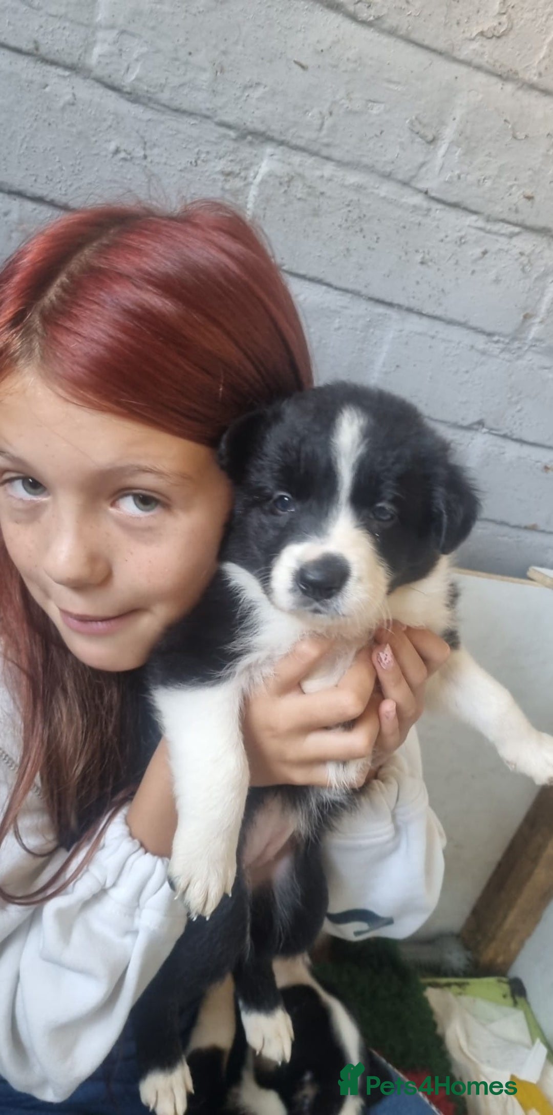 Border Collie dogs for sale: Border collie puppies  - Image 7