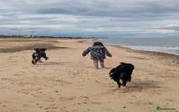 Bernedoodle dogs for sale: ⭐⭐⭐⭐Licensed•Ethical•HomeBreeder - Image 5