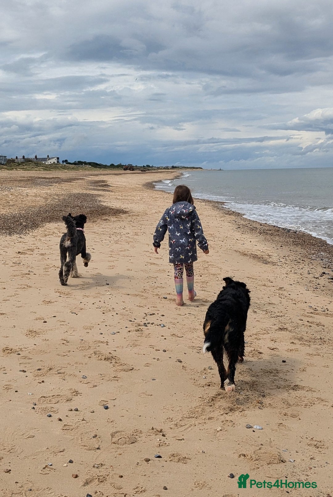 Bernedoodle dogs for sale: ⭐⭐⭐⭐Licensed•Ethical•HomeBreeder - Image 5