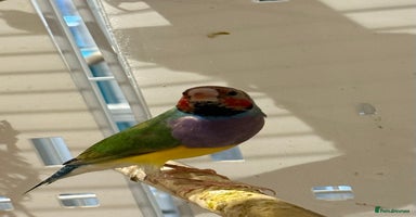 Finches birds - Advert 6