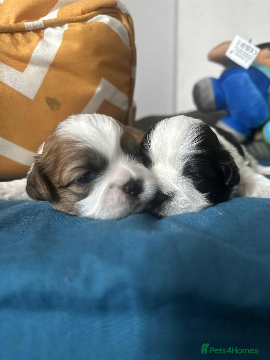 Shihpoo dogs for sale: Shitzu  - Image 13